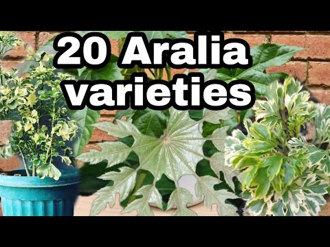 וִידֵאוֹ: Types Of Aralia - למד על הטיפול ב-Aralias