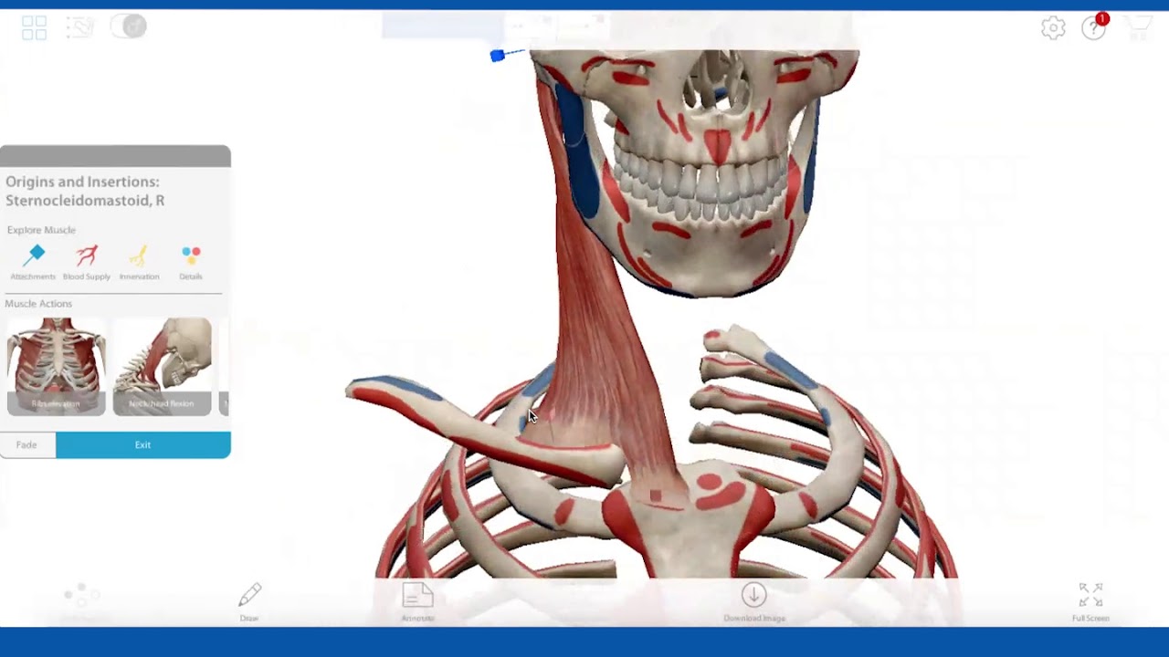 Visible Body | Teach Functional Anatomy Online - YouTube