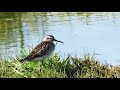 Wood Sandpiper Eating In Pond Wood Sandpiper Eating In Pond