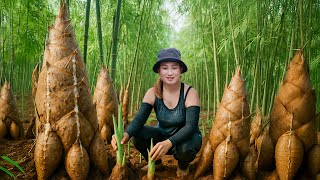 Download Lagu Harvest Ancient Giant Shoot to sell |The appearance of giant reticulated python in the bamboo forest MP3 Download Lagu Harvest Ancient Giant Shoot to sell |The appearance of giant reticulated python in the bamboo forest MP3