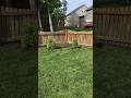 UPDATE - Consider Native Plants In the Lawn #shorts #lawn
