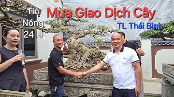 Tin Nóng 24 H ! MƯA GIAO DỊCH CÂY tại ngày Khai mạc Triển Lãm CCNT THÁI BÌNH tại NV Thinh Trọc .