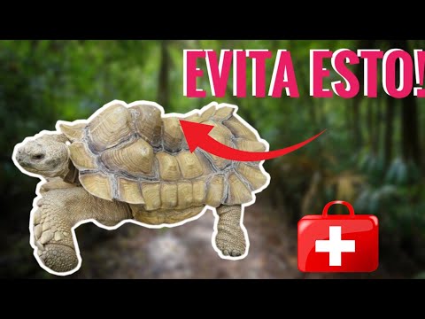 Piramidismo!! Cuida a tu tortuga antes de que sea demasiado tarde hqdefault