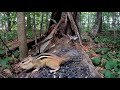 Animals in the Forest - 10 Hours - Oct 11, 2021