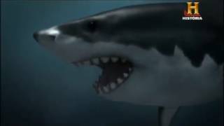 Megalodon vs Brygmophyseter Parte 4 de 5