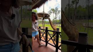 I kissed a giraffe and I liked it 🎵🤭 #shortvideo #phuquoc #shorts