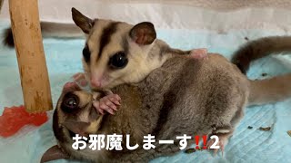 【フクロモモンガ】モンちゃん、フク宅へ行くの巻