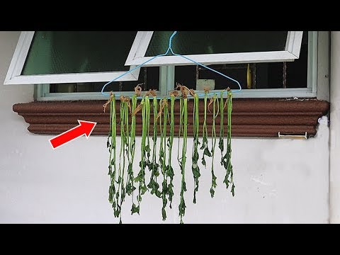媽媽把香菜挂在衣架上，全家人都以為她瘋了，幾天後連鄰居都開始模仿這招了，省錢又實用！