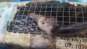 83\Khu vực mới lội tét quần mà vợ còn cho ăn bánh mì không |Săn bắt SÓC TRĂNG |