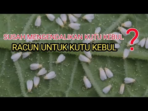 Video: Simptom Fusarium Dalam Cucurbits: Menguruskan Layu Fusarium Cucurbit Di Taman