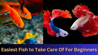 Easiest Fish to Take Care Of For Beginners || #aquarium #aquariumfish by nsfarmhouse 50 views 6 months ago 3 minutes, 10 seconds