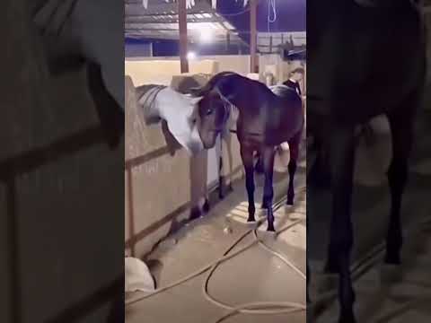 #prikol #viralvideo #youtube #horse #animals #horselover #лошади