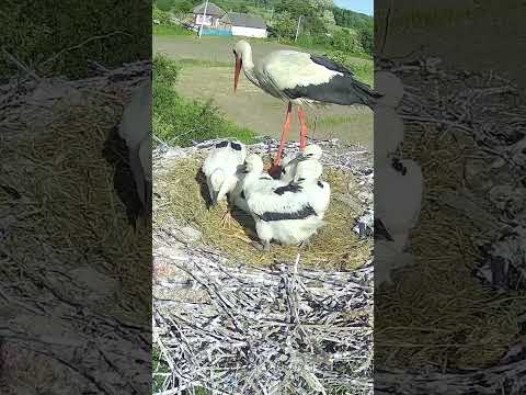 А хто це зазирає у гніздо до лелек птахи Birds лелекаГрицько природаукраїни Ukrainenature