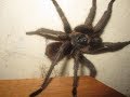 Local Encounters of Ecuador - Bug Off! Ecuador Bugs &amp; Spiders VLOG