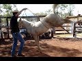 Doma Racional cavalo xucro no Paraná(2)
