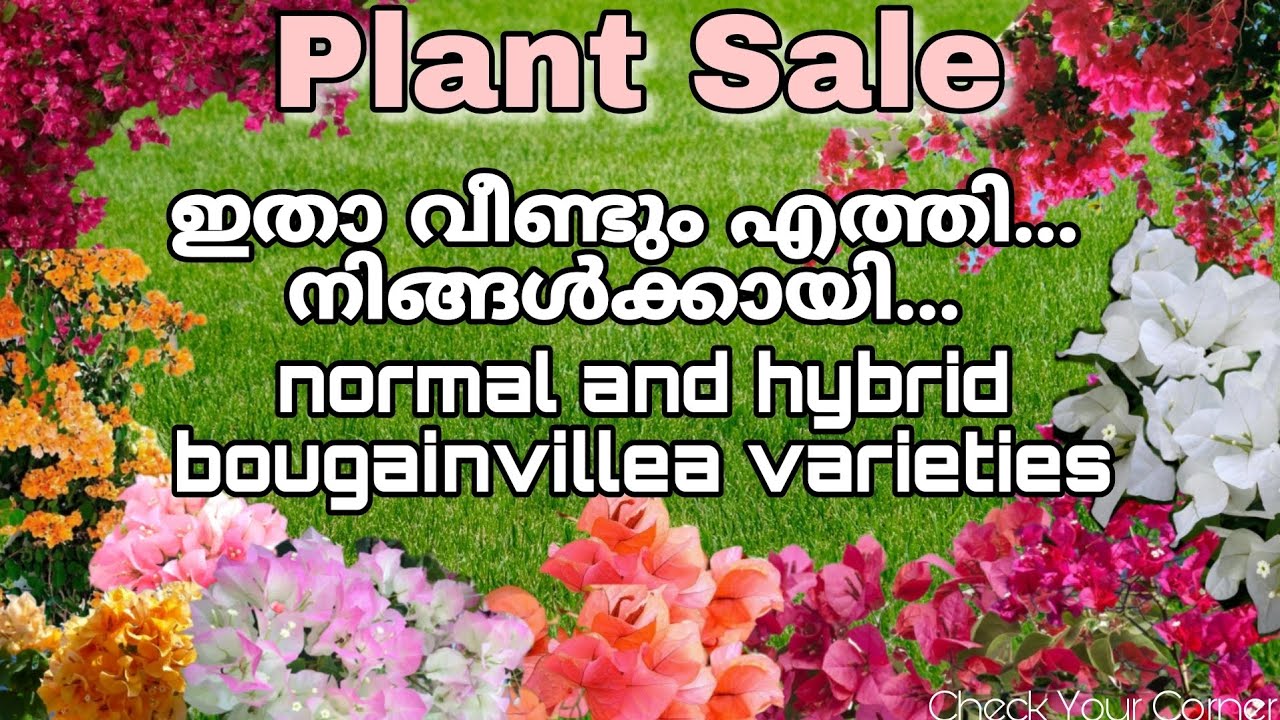 Bougainvillea  sale. normal and hybrid varieties  മിതമായ വിലയിൽ.ph.9744014235 #checkyourcorner