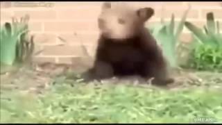 короткие смешные ролики про животных short funny videos about animals короткие смешные ролики про животных short funny videos about animals