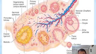 Menstrual cycle and PT for its abnormalities Dr Mohamed Gamal