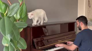 🤣🐈‍⬛🐈Here’s that rainy day jazz standard