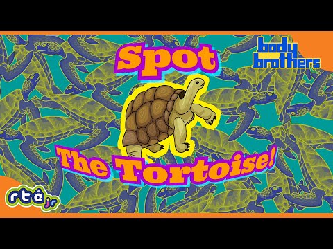 What's The Difference Between A Turtle And A Tortoise? 🤔 | Body Brothers | @RTÉKIDSjr