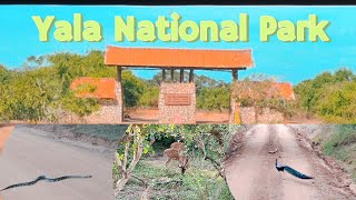 Yala National Park Sri Lanka 🇱🇰 #yalanationalpark #python #naturelovers #wildlife #jeepsafari #tiger