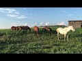 Чумышская порода лошадей - кобылица Луна - Алтай