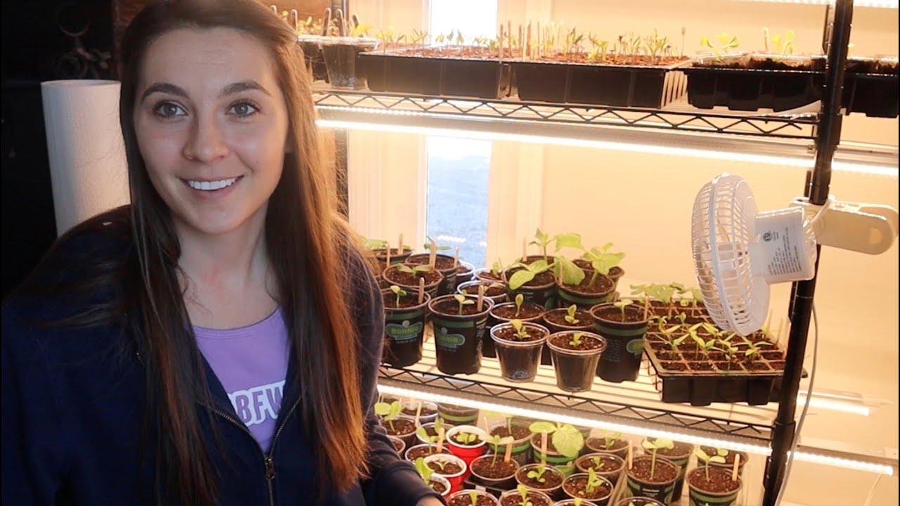 How to pot up plants: The basics