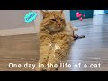 A day with fluffy Siberian cat 🐈 の動画、YouTube動画。