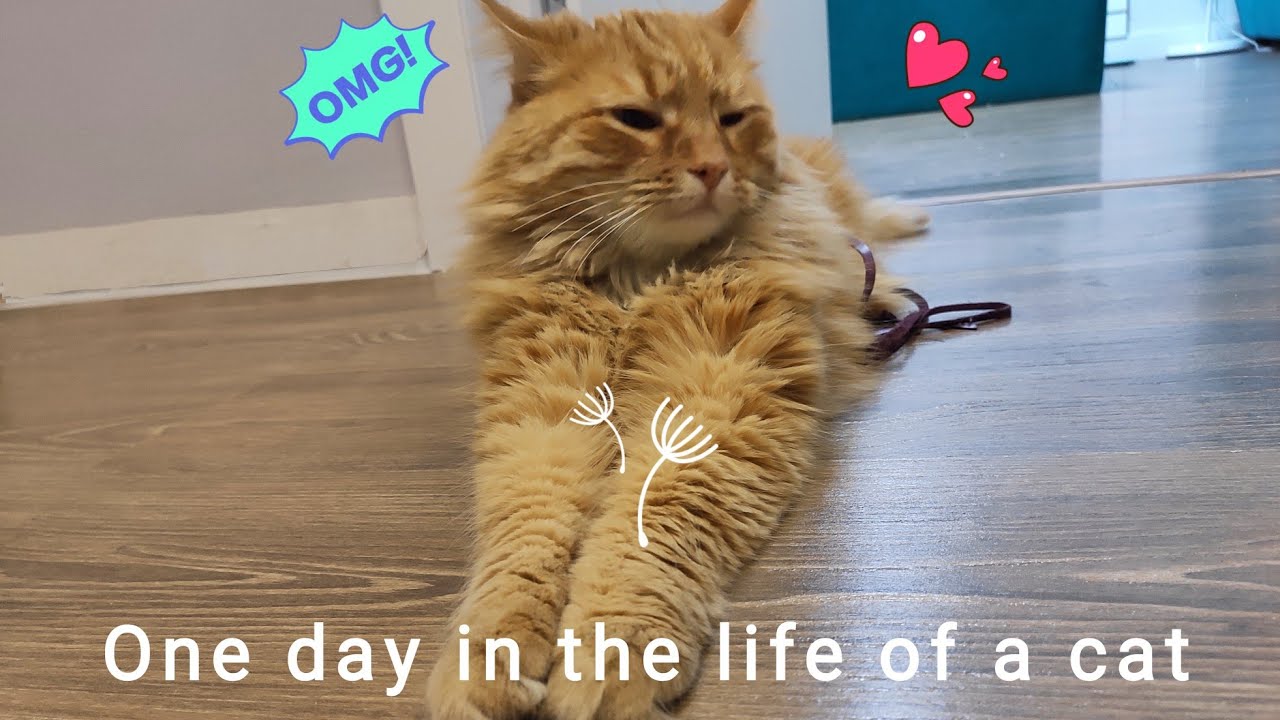 A day with fluffy Siberian cat 🐈