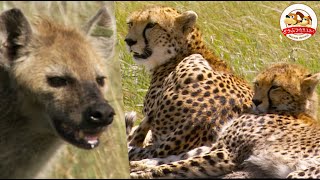 原画　抜き打ちテスト トラ ライオン チーター あくびをして背伸びするの…：ライオン、トラ、ジャガー 世界の