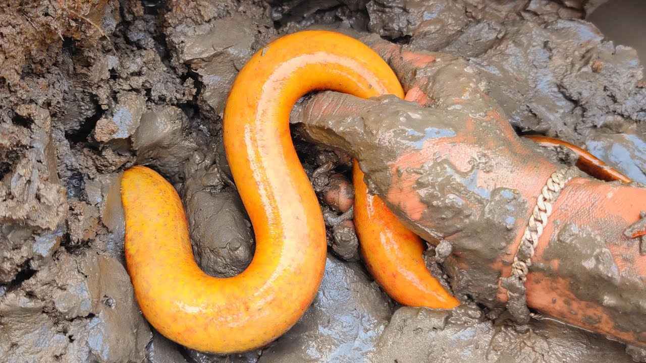 Best Eel Fishing | Catching Big Yellow Eel Fish From Mud