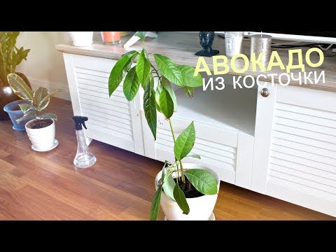 КАК ВЫРАСТИТЬ АВОКАДО ИЗ КОСТОЧКИ ДОМА