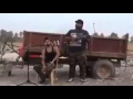 تحشيش الحشد الشعبي كتكوت ضعيف الجناح 