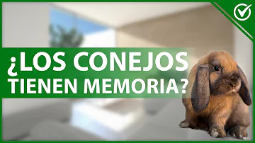 ¿Pueden los conejos reconocer a sus dueños?