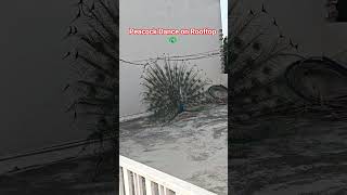Peacock Dance on Rooftop at my Haryana Home | Nature’s Beautiful Performance 🦚