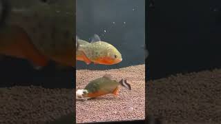 Арована на завтрак.  #пираньи #piranhas #piranhafish