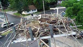 Colonial Beach Osprey Nest Cam