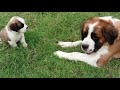 Saint Bernard puppy for sale booking fast contact me 8941924135.8306005889