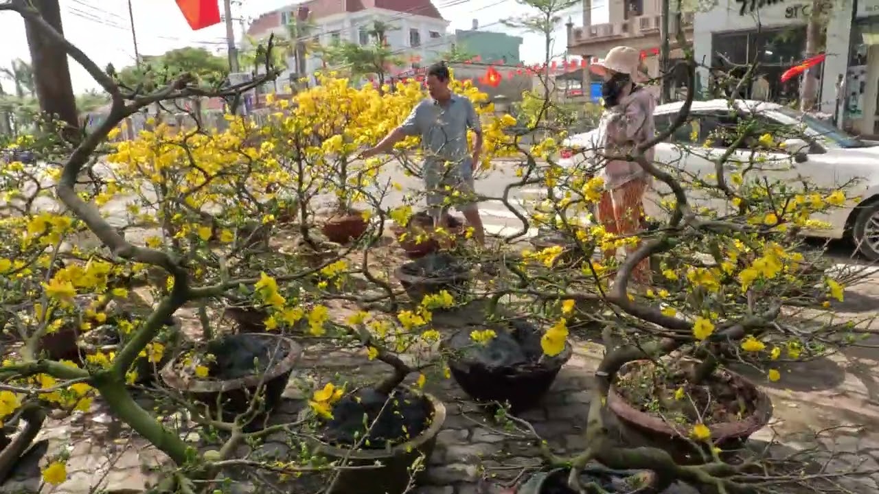 Hoa xuân Bính Ngọ 02-2026 017532