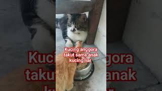 kucing anggora takut sama anak kucing liar#shorts