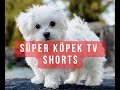 Köpeklerde Davranış Problemlerini Artık Ortadan Kaldıralım.