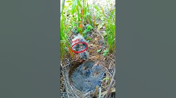 A baby bird died, the mother is feeding the others.#birds #nest #nature #birdfeeding