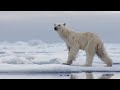 The best of polar bears  bbc earth