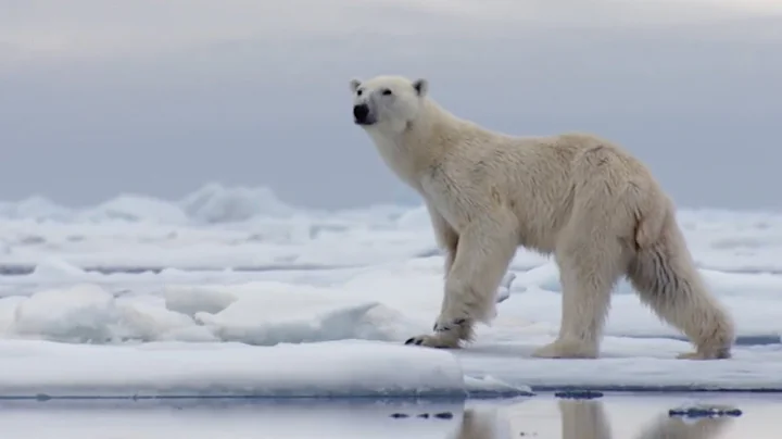 The Best of Polar Bears | BBC Earth