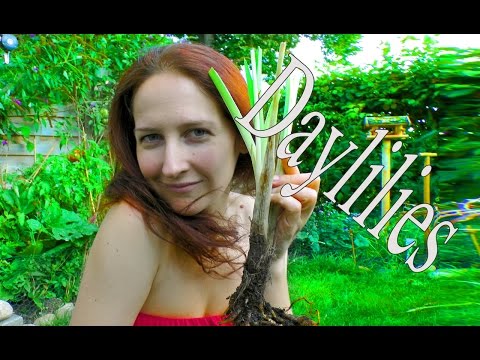 Video: Voksende Smukke Dagliljer. Det Grundlæggende