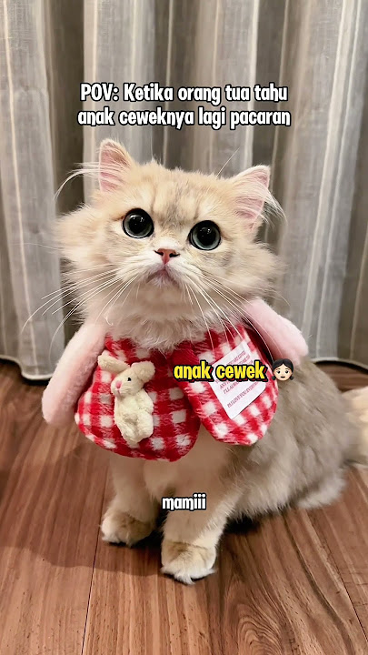😾: aren't you guys like this too? #cutecat #cat #kiwibritishcat