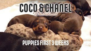 Miniature Dachshund Puppies  First 3 weeks