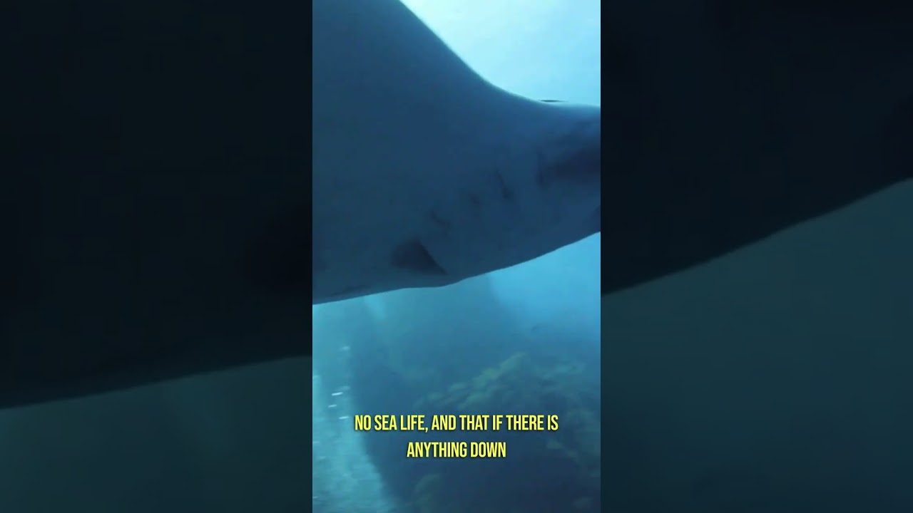 Terrifying Facts About The Ocean...