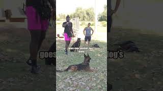 Why Do Puppies Hump  dogtraining dogtips dogtrainingtips
