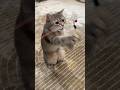 馃ス Cute Kawaii Explore Catlover 馃ス Cute Kawaii Explore Catlover